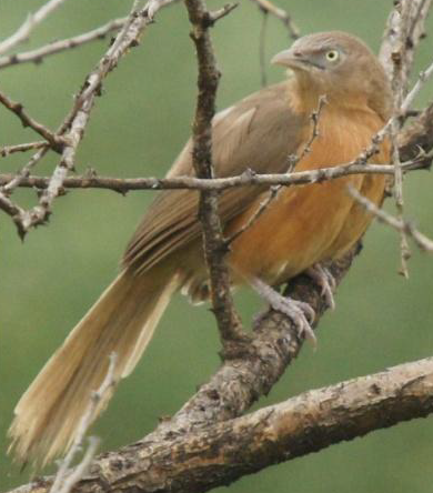 Rufous Chatterer - Michael Grunwell