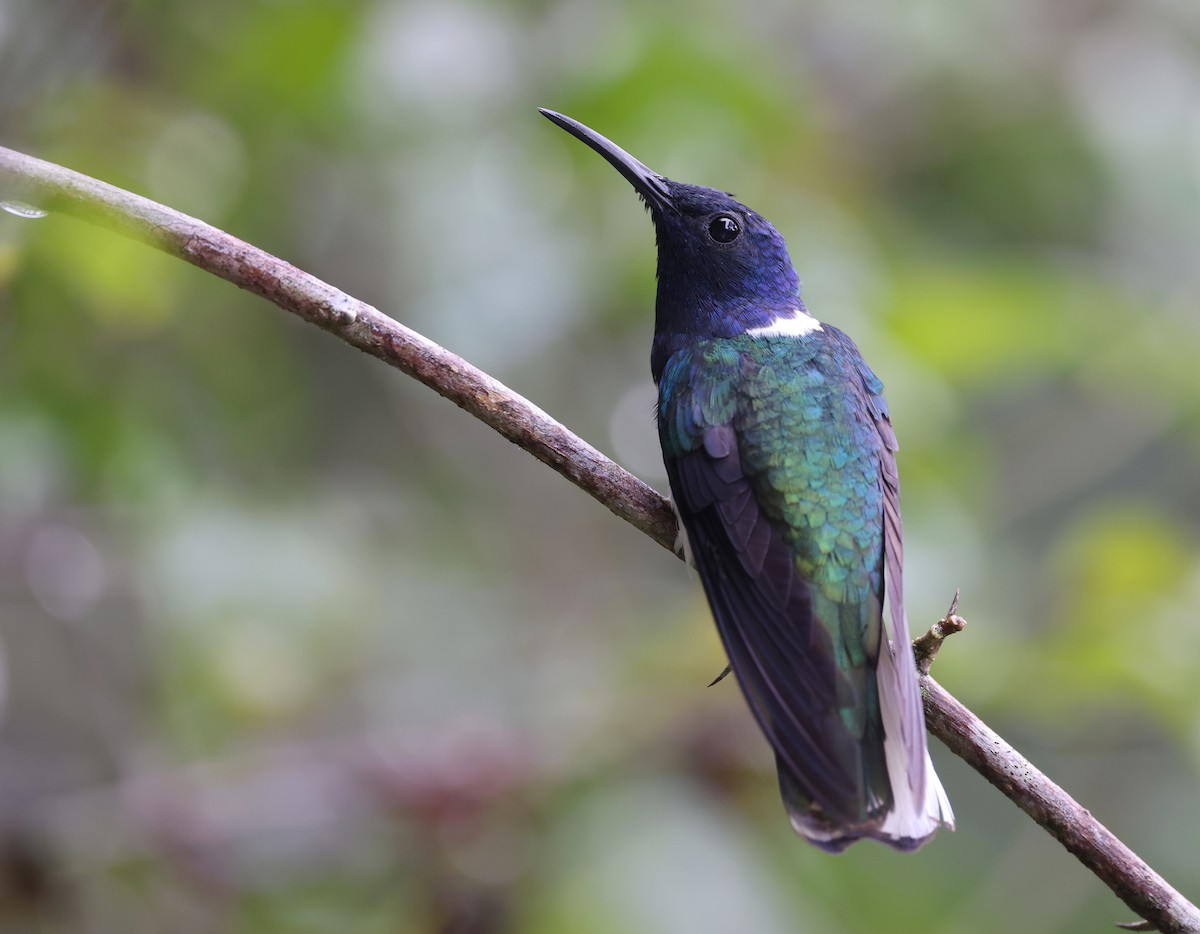 White-necked Jacobin - Andy Gee