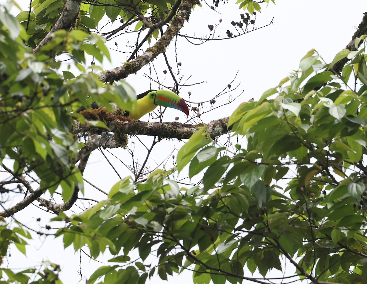 Keel-billed Toucan - Andy Gee