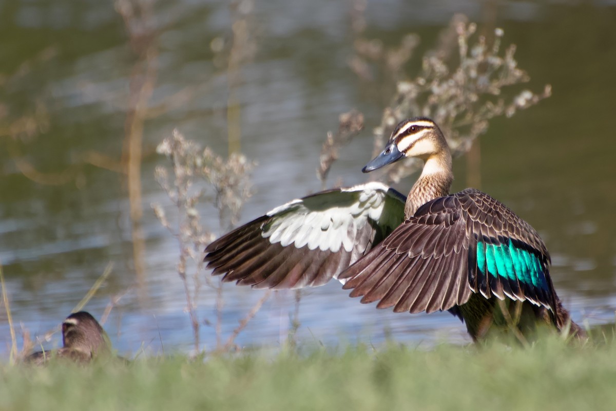 Pacific Black Duck - Quinn O'Brien