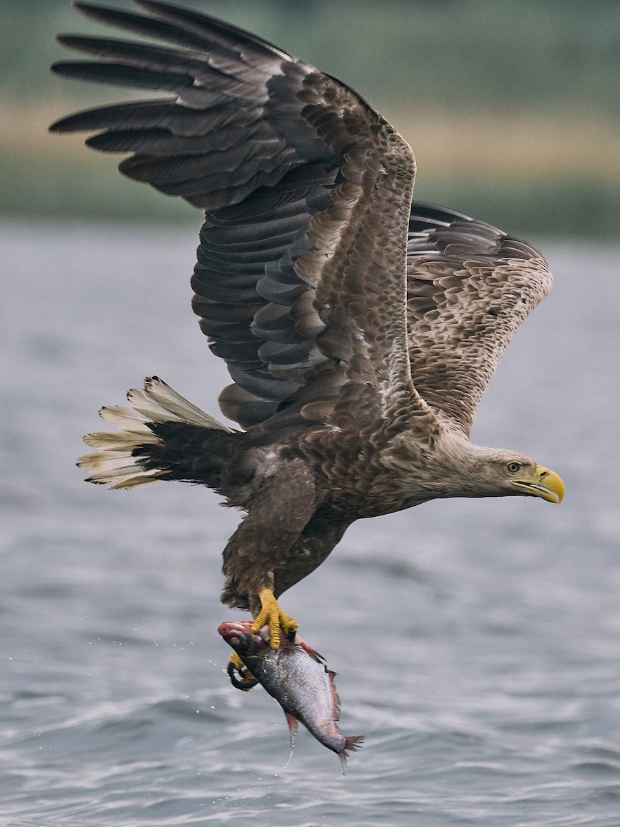 White-tailed Eagle - ML619662461