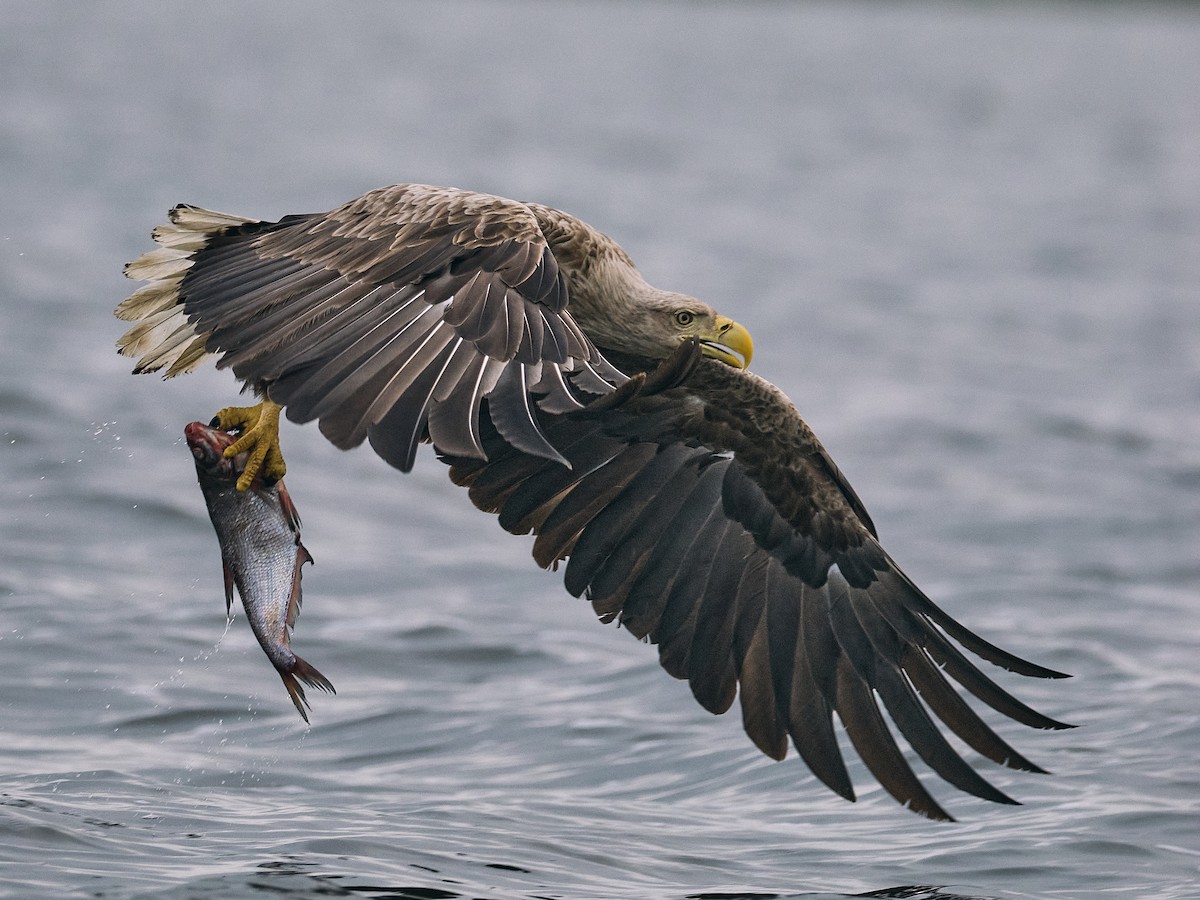 White-tailed Eagle - ML619662463