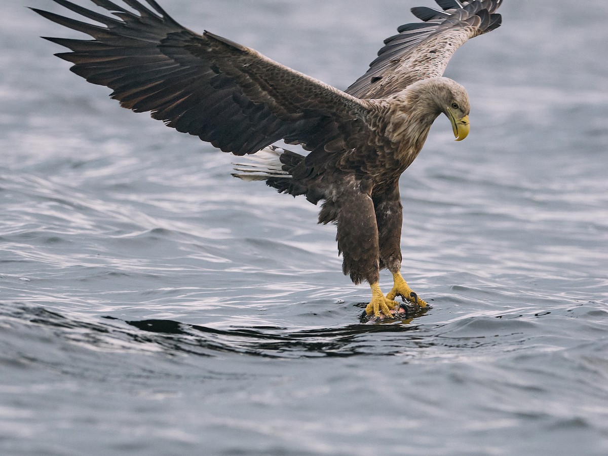 White-tailed Eagle - ML619662464