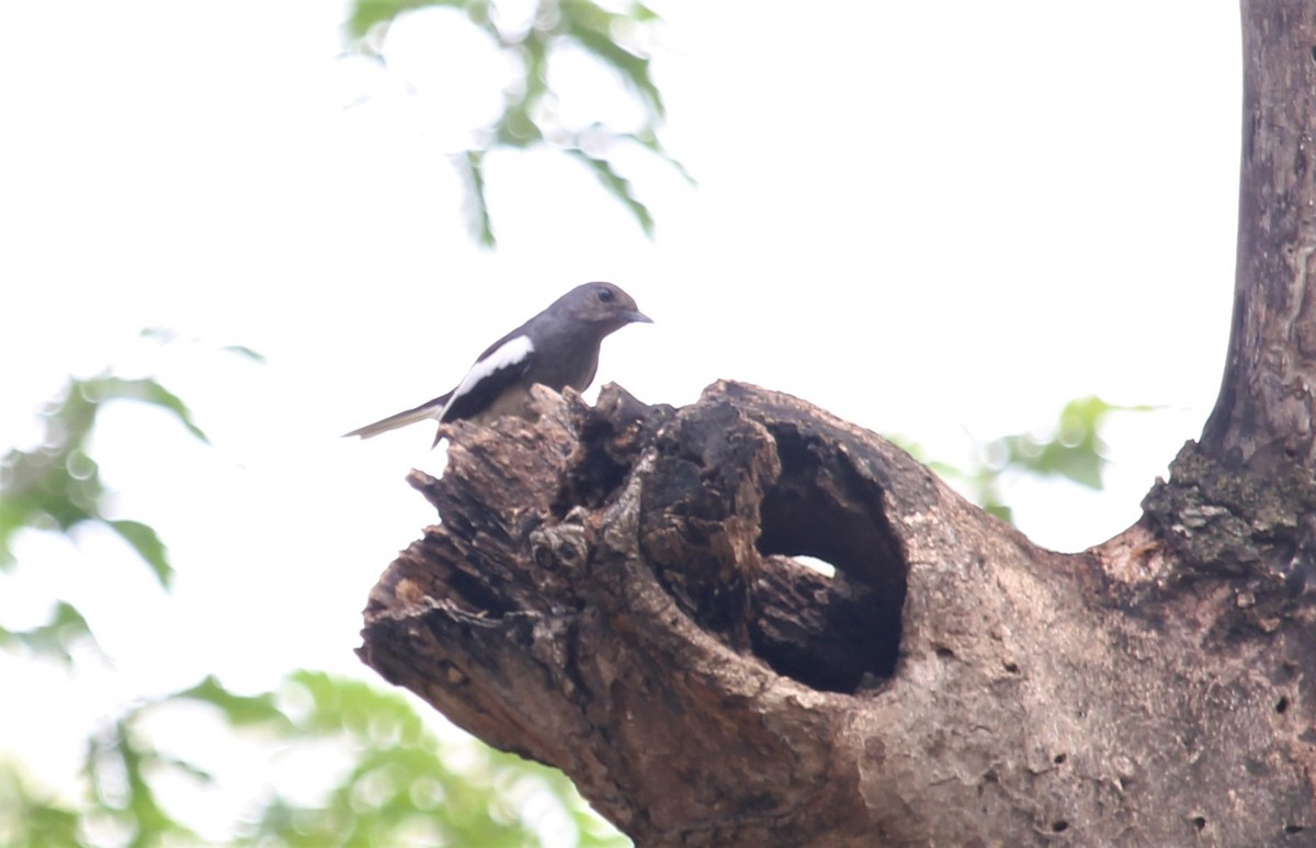 Oriental Magpie-Robin - ML619662466