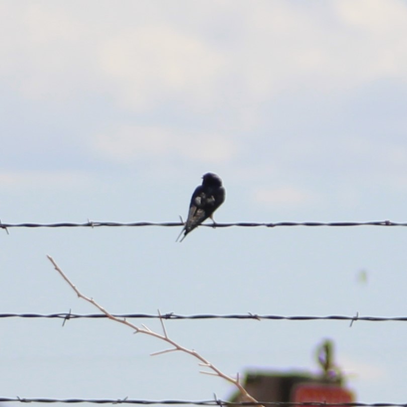 Barn Swallow - Marsha Painter