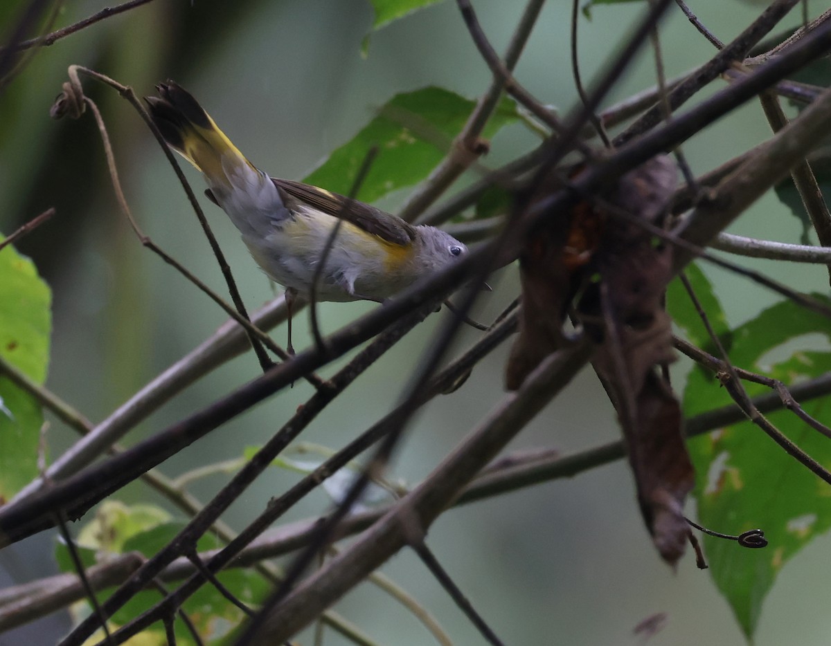 American Redstart - Andy Gee