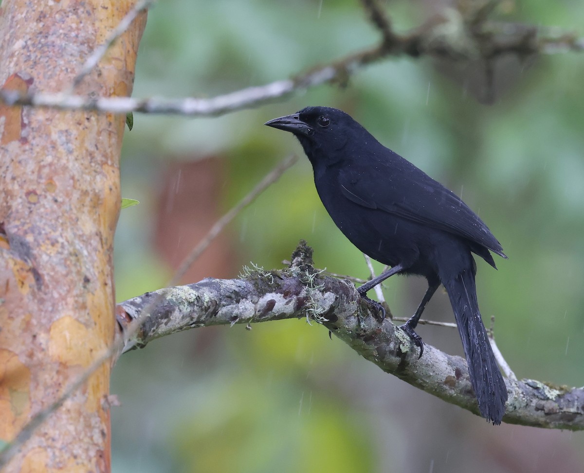 Melodious Blackbird - Andy Gee