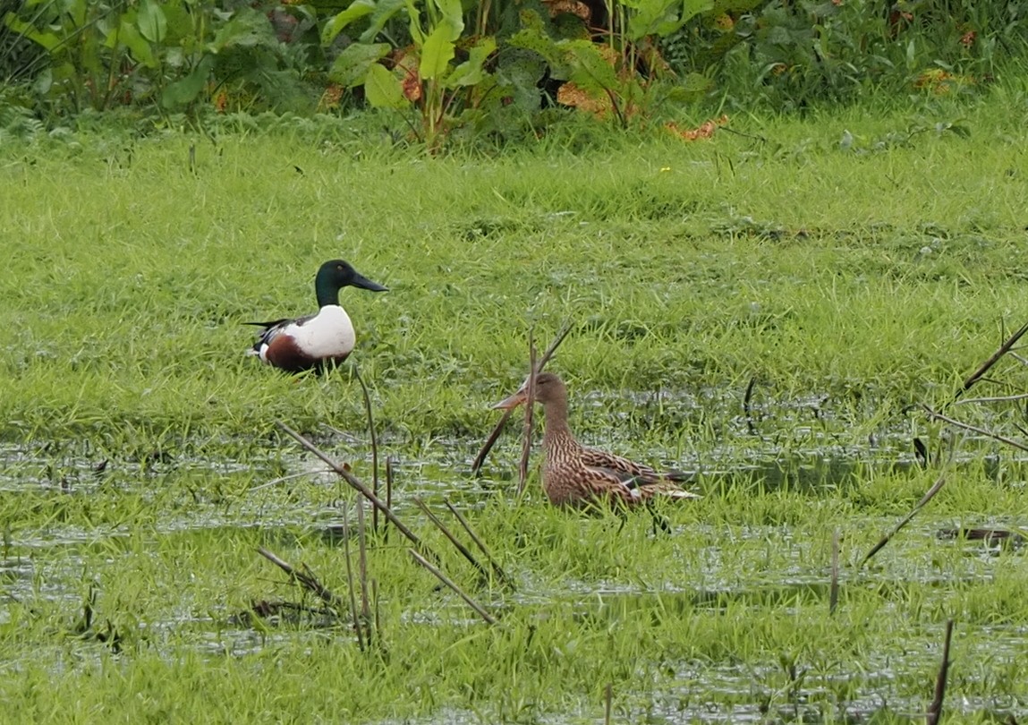 Northern Shoveler - ML619662474