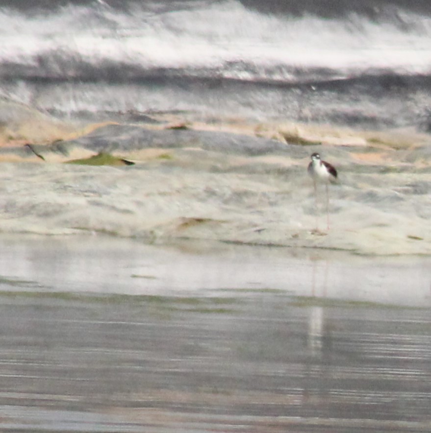 Black-necked Stilt - Marsha Painter