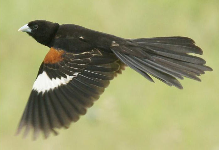 White-winged Widowbird - ML619662477