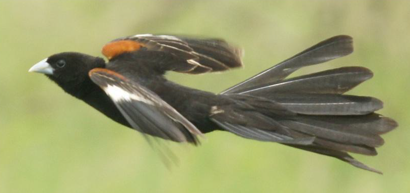 White-winged Widowbird - Michael Grunwell