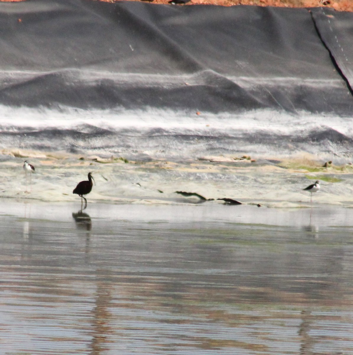 Black-necked Stilt - Marsha Painter