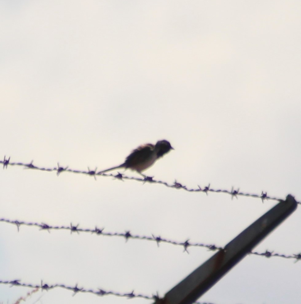 Black-throated Sparrow - Marsha Painter