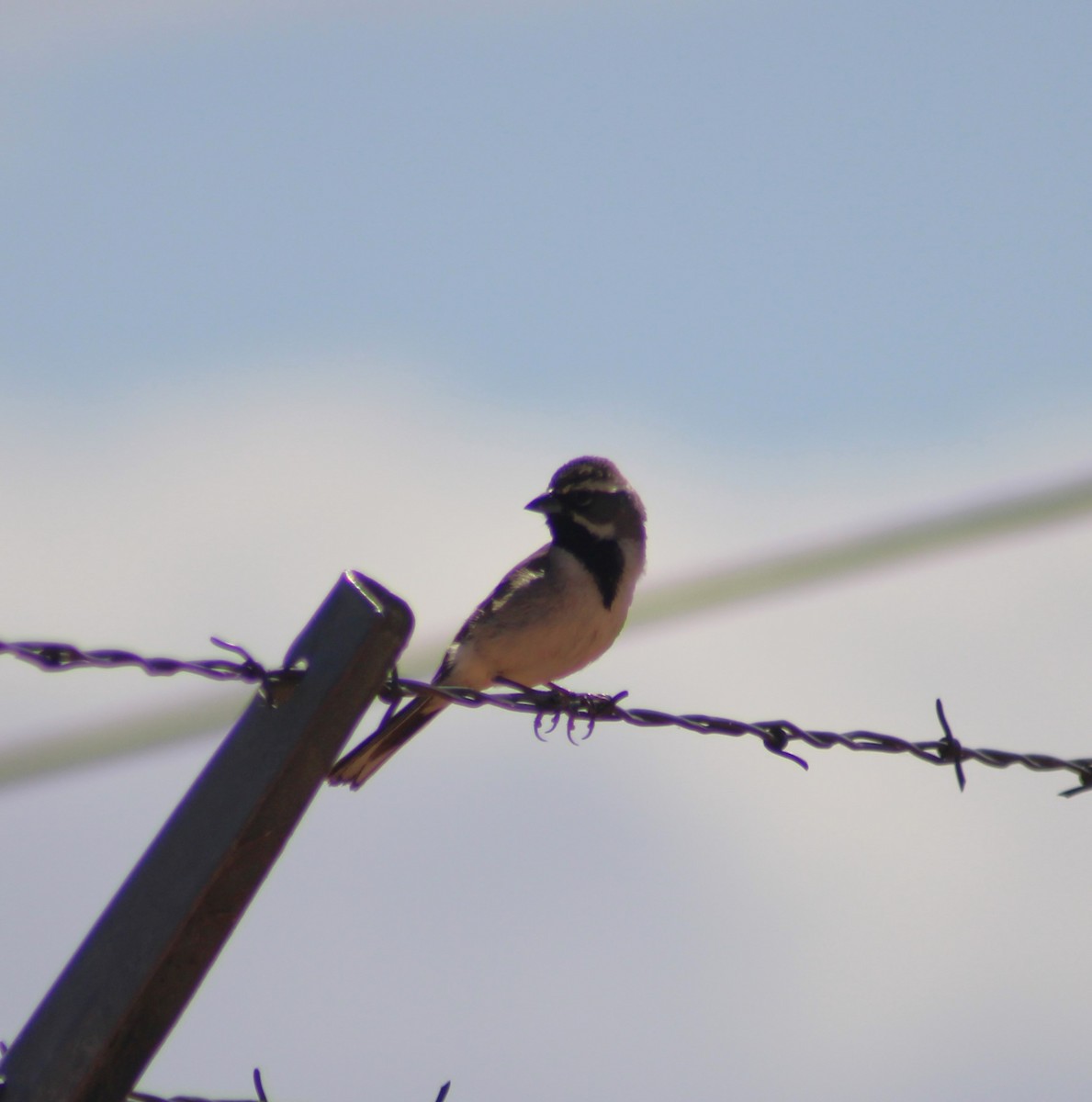 Black-throated Sparrow - Marsha Painter