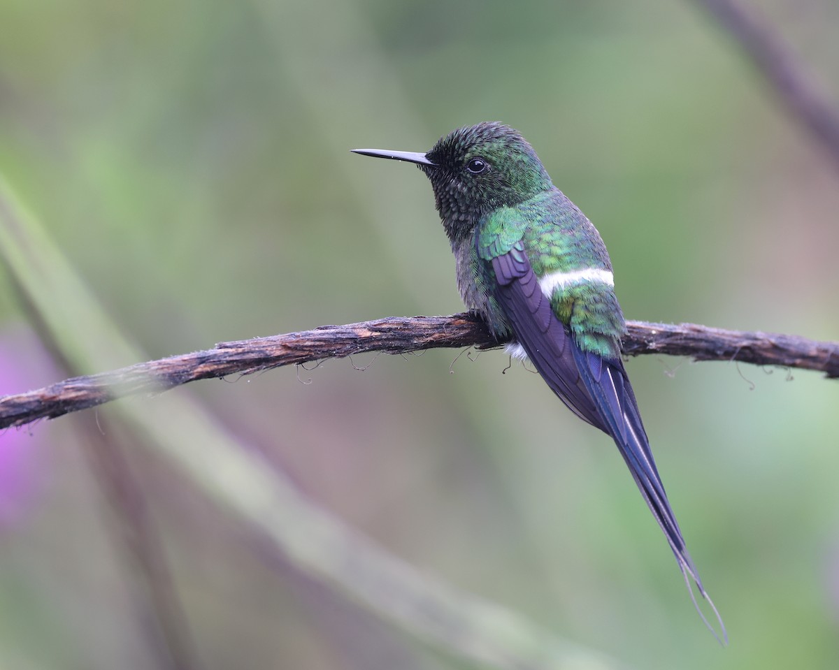 Green Thorntail - Andy Gee