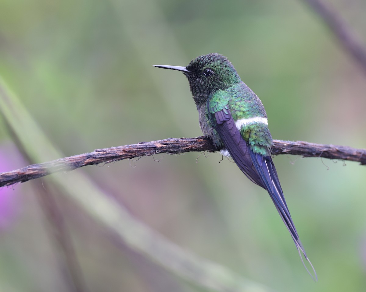 Green Thorntail - ML619662486