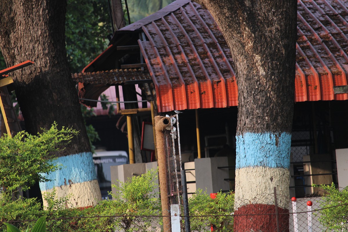 Cinereous Tit - Dr Nandini Patil