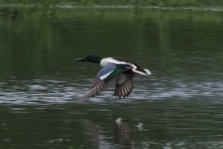 Northern Shoveler - James Tatlow