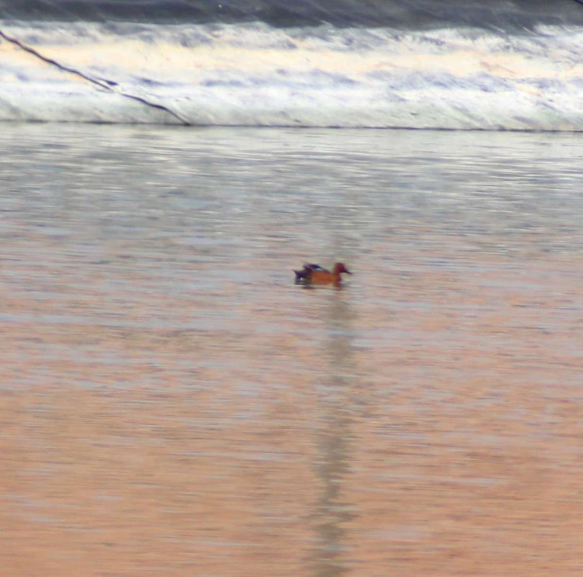 Cinnamon Teal - Marsha Painter