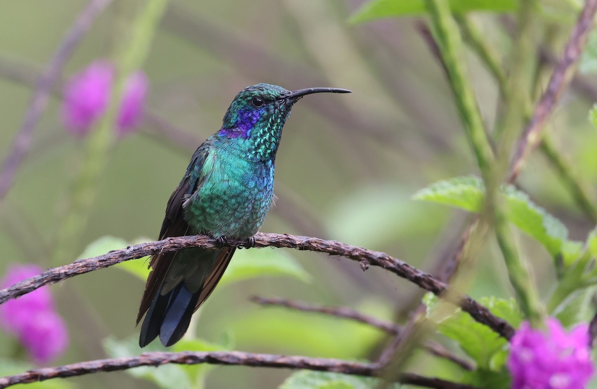 Lesser Violetear - Andy Gee