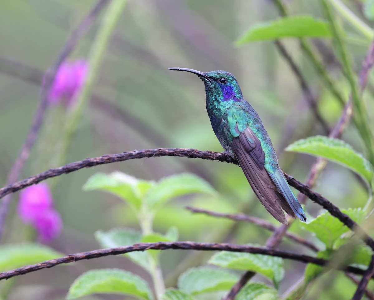 Lesser Violetear - Andy Gee