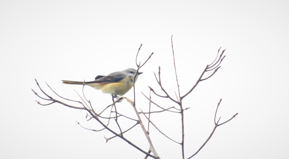 Small Minivet - ML619662501