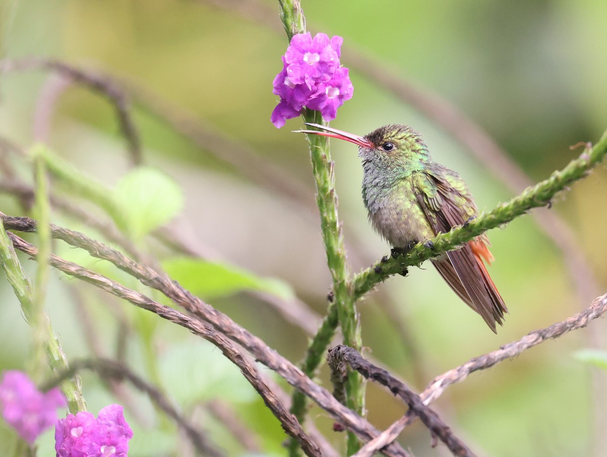Rufous-tailed Hummingbird - Andy Gee