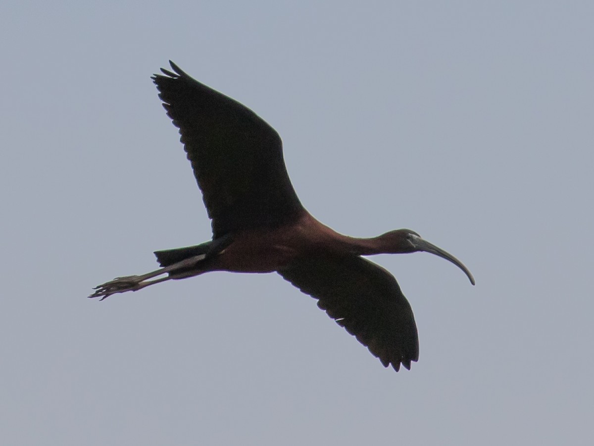 Glossy Ibis - Milan Martic