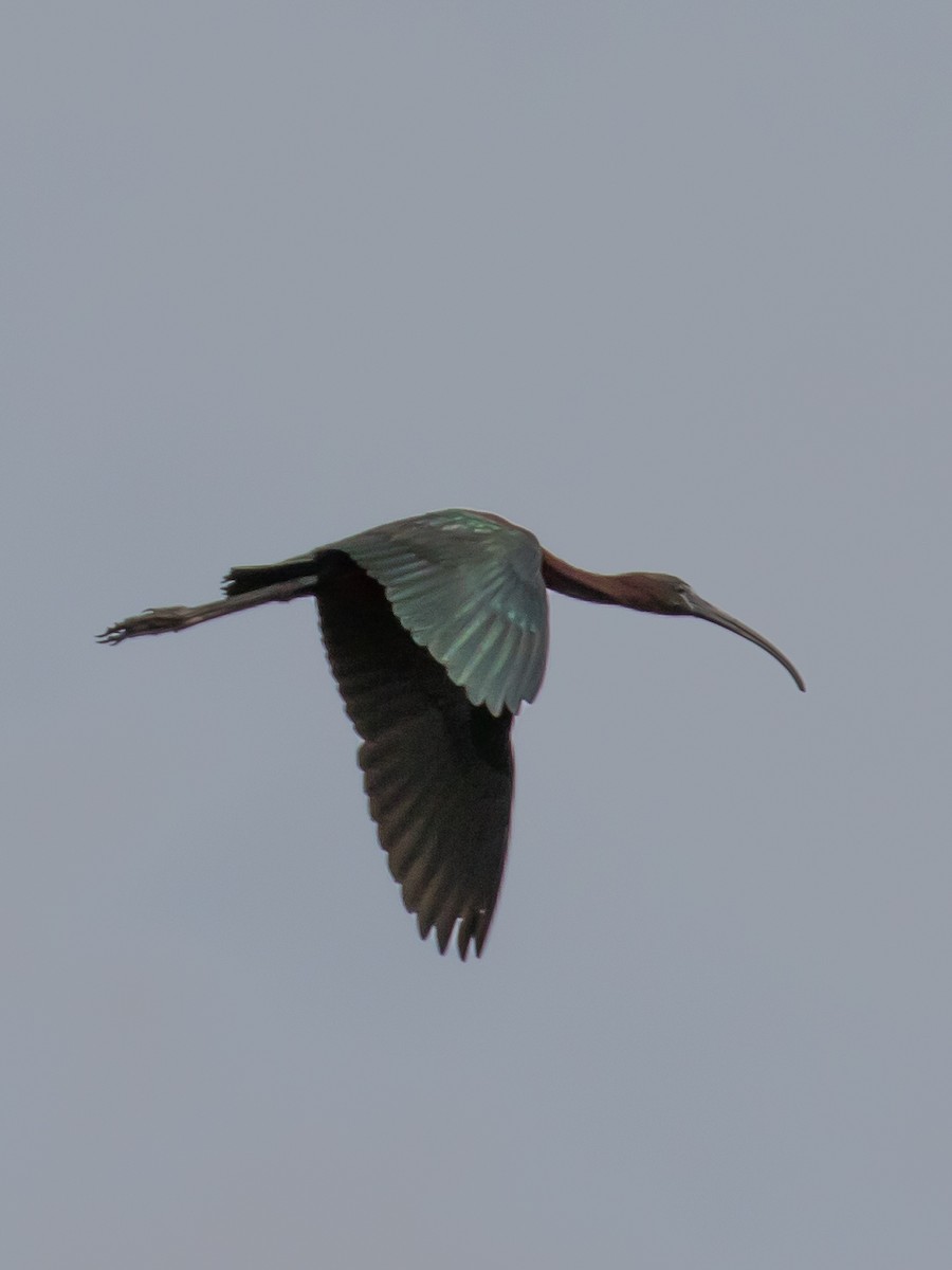 Glossy Ibis - Milan Martic