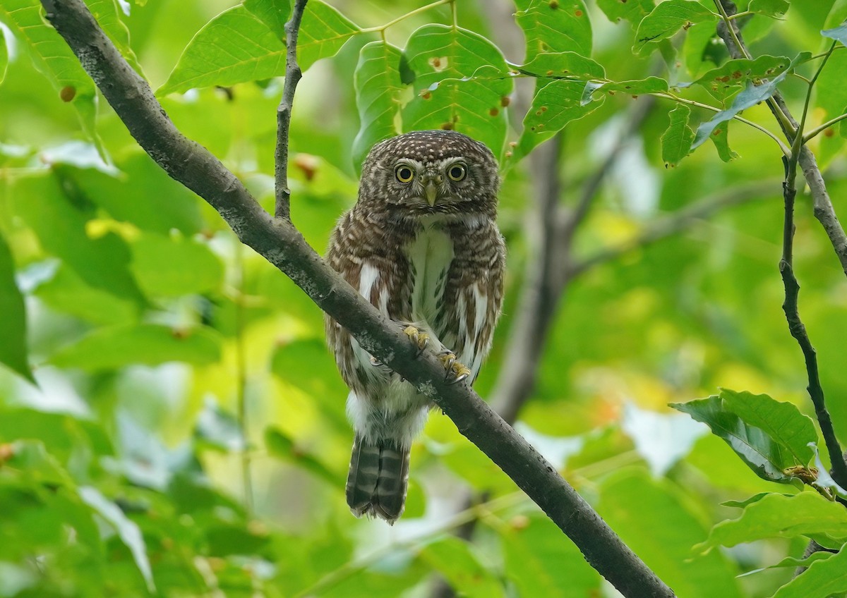 Collared Owlet - 浙江 重要鸟讯汇整