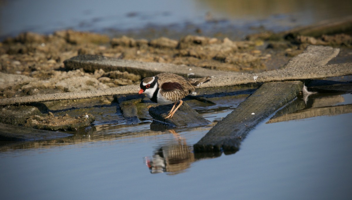 Black-fronted Dotterel - David  Tytherleigh