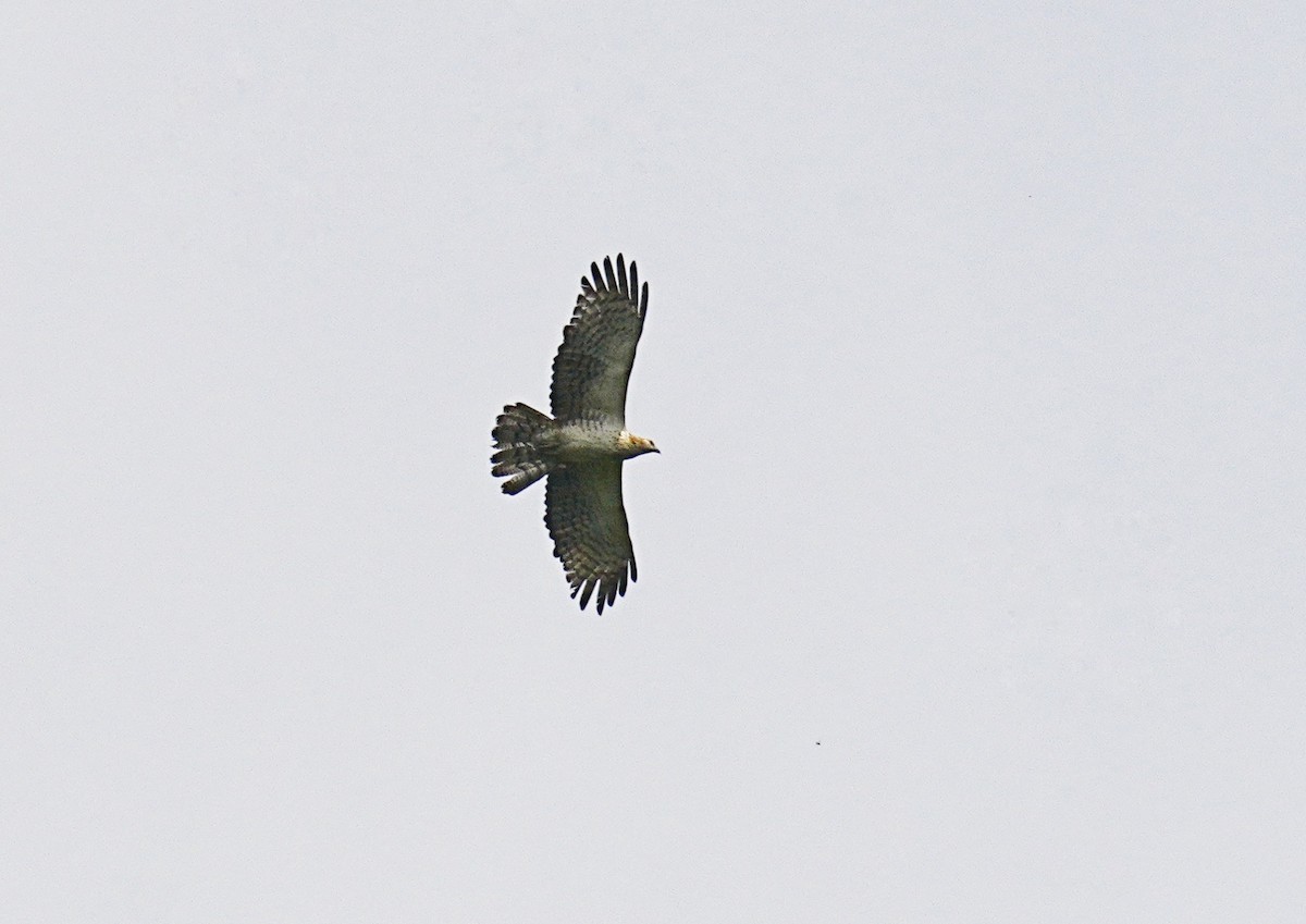 Oriental Honey-buzzard (Northern) - 浙江 重要鸟讯汇整