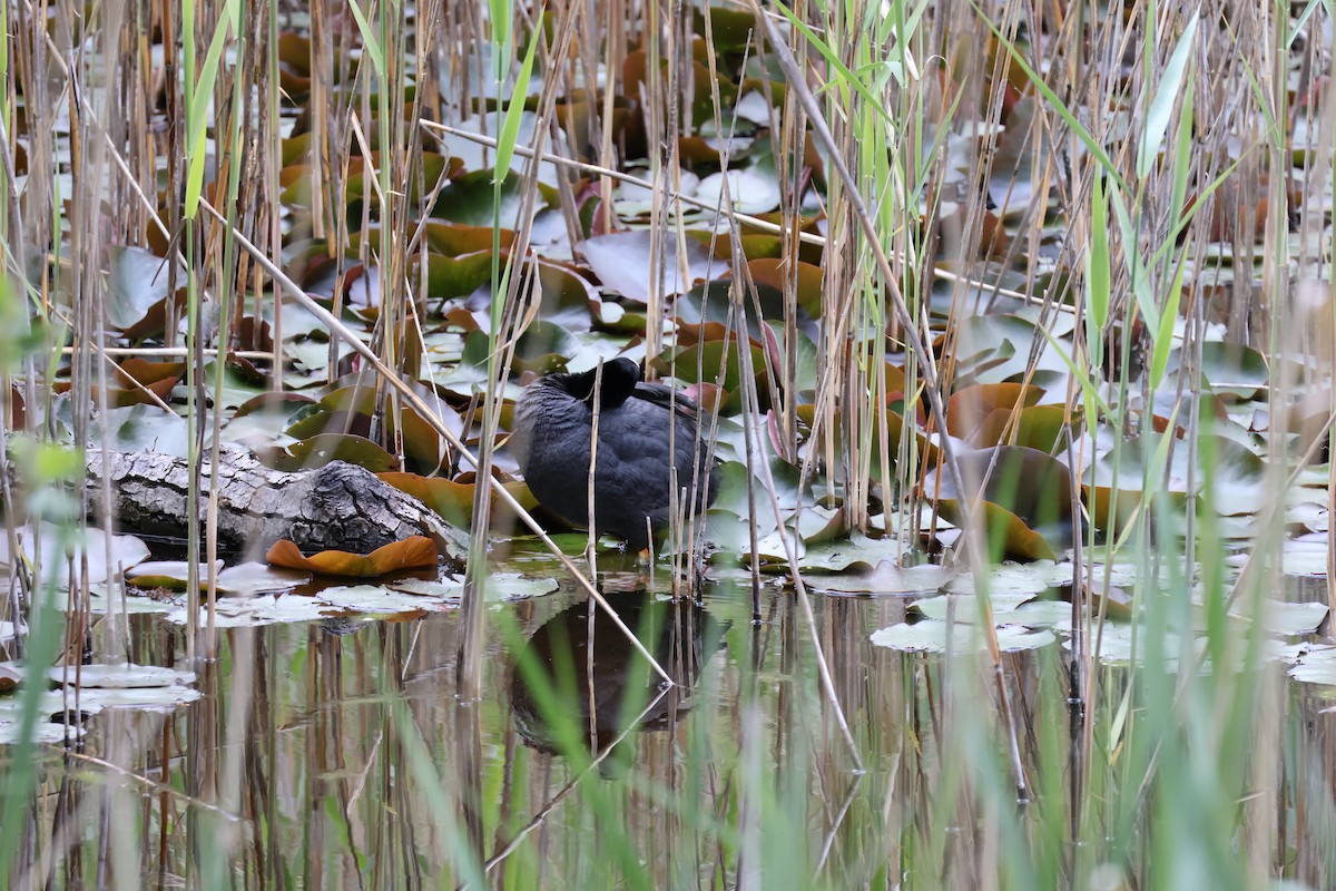 Eurasian Coot - Rafael LERCH