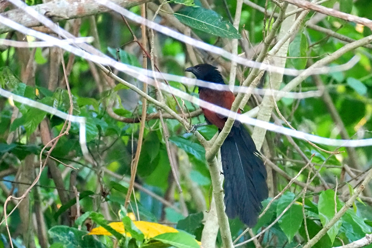 Philippine Coucal - Jose Antonio Lama