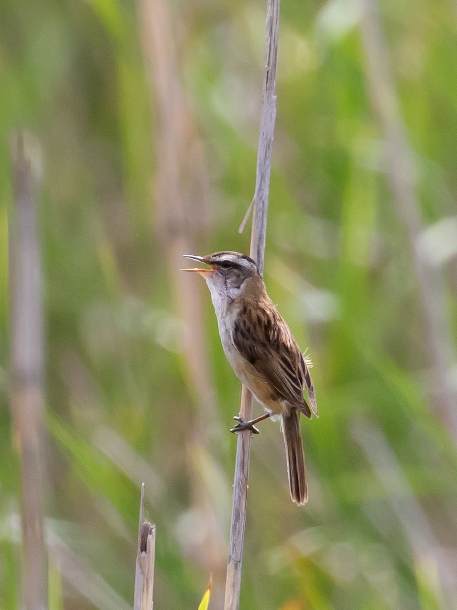 Moustached Warbler - Milan Martic