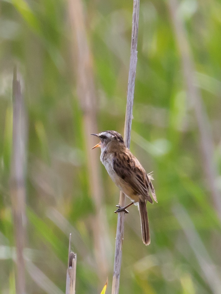 Moustached Warbler - Milan Martic