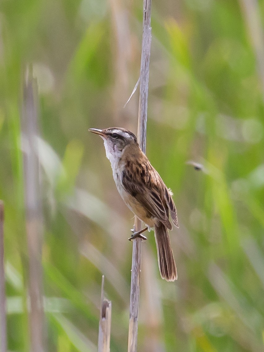 Moustached Warbler - Milan Martic