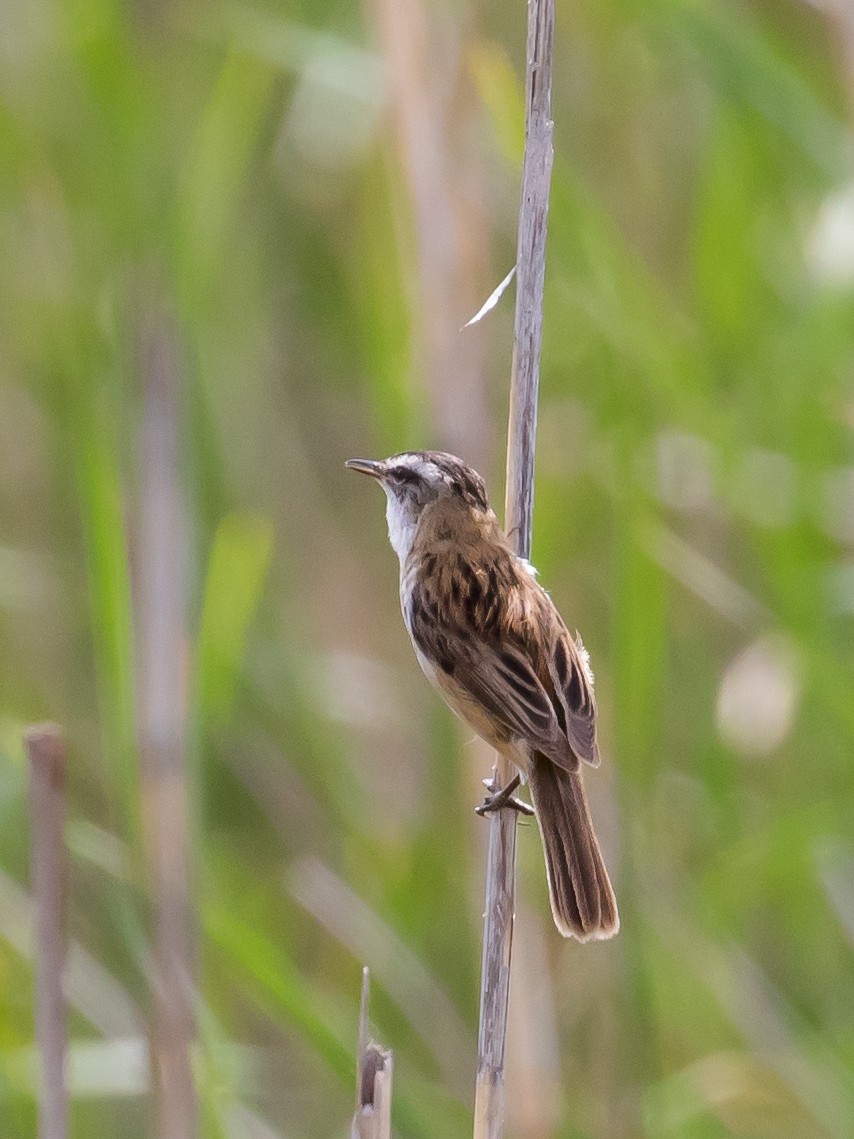 Moustached Warbler - Milan Martic