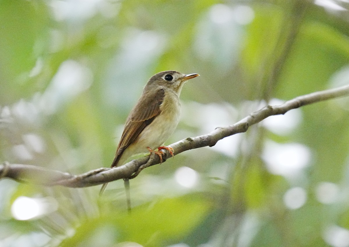 Brown-breasted Flycatcher - ML619662548