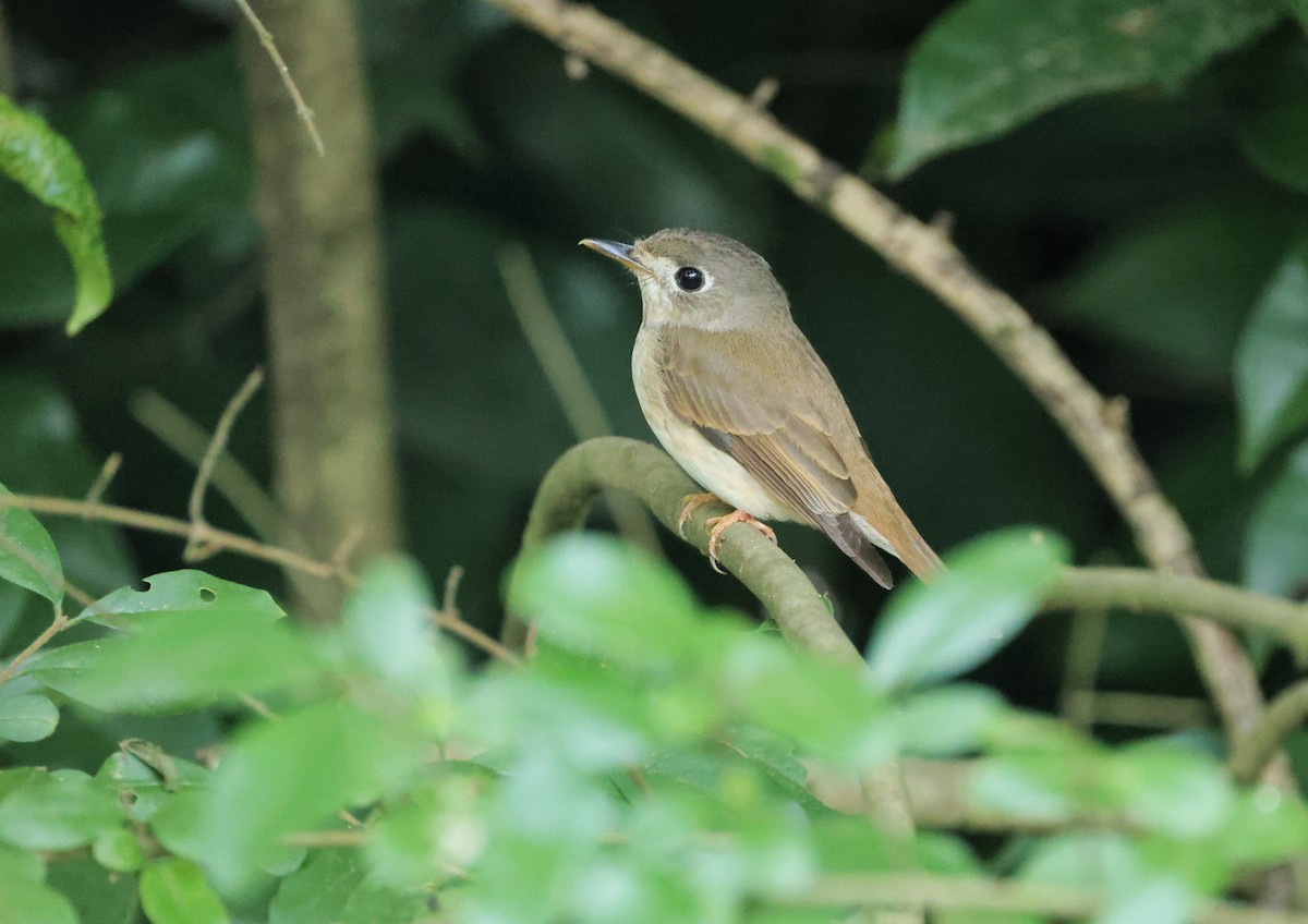 Brown-breasted Flycatcher - ML619662550