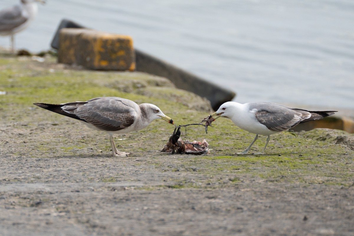 Black-tailed Gull - Fran Kim