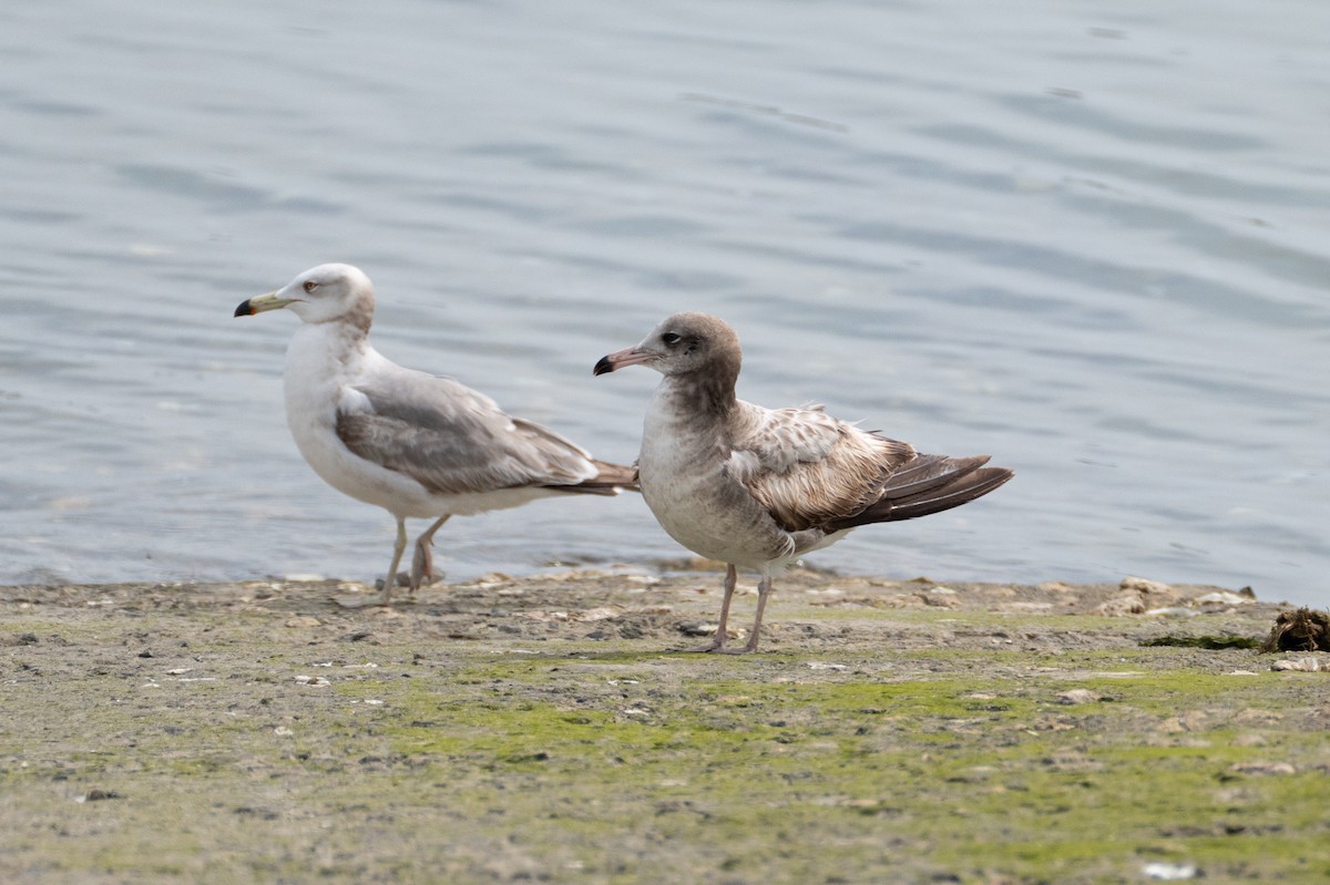 Black-tailed Gull - Fran Kim