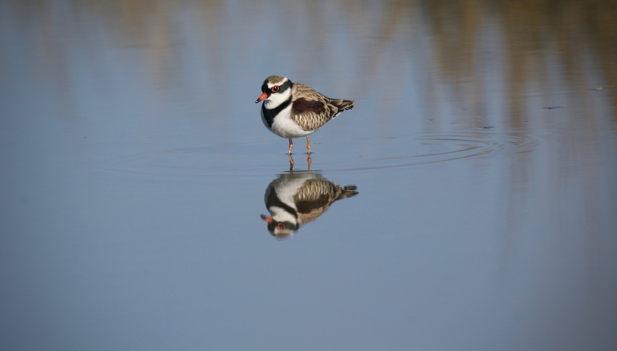 Black-fronted Dotterel - David  Tytherleigh