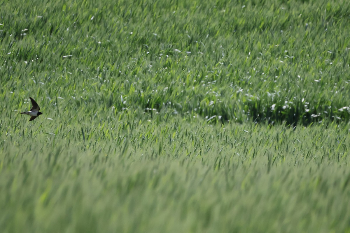 Barn Swallow - ML619662564