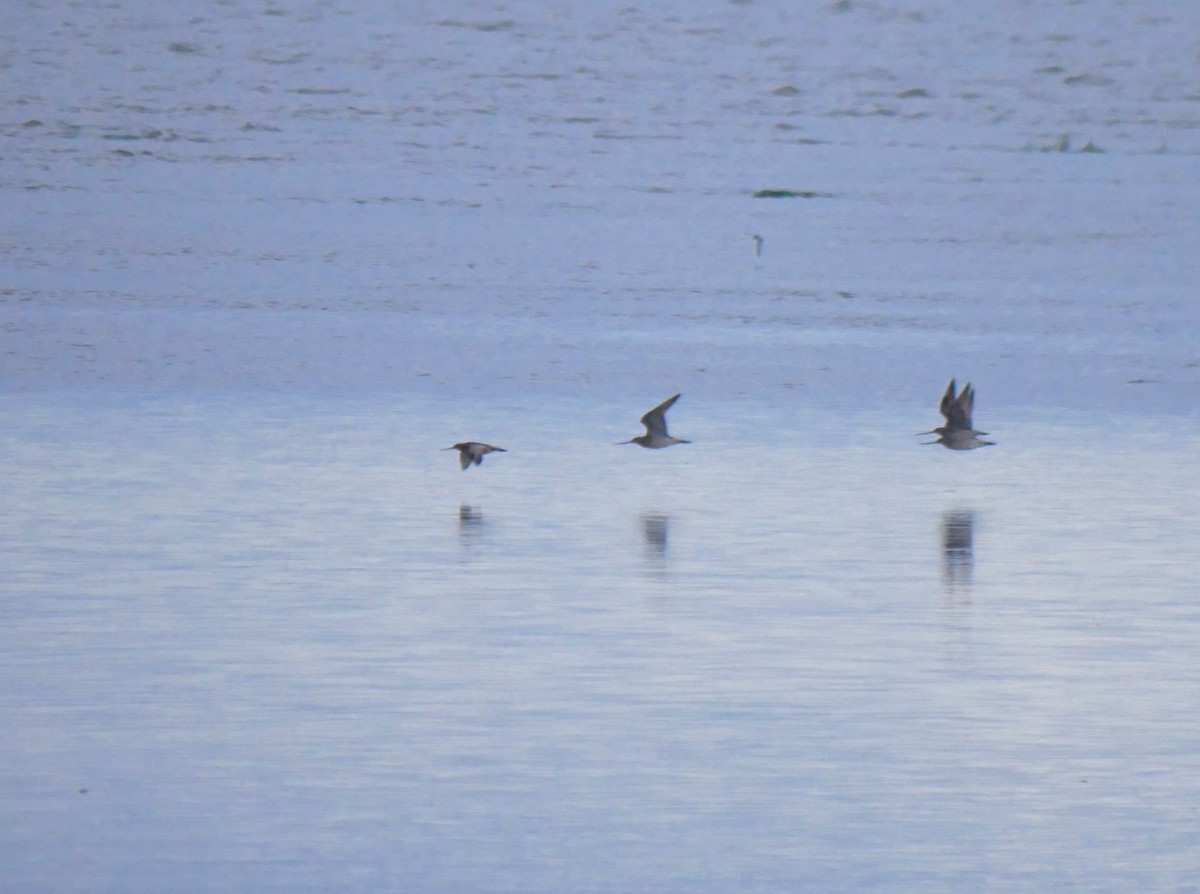 Bar-tailed Godwit - ML619662573