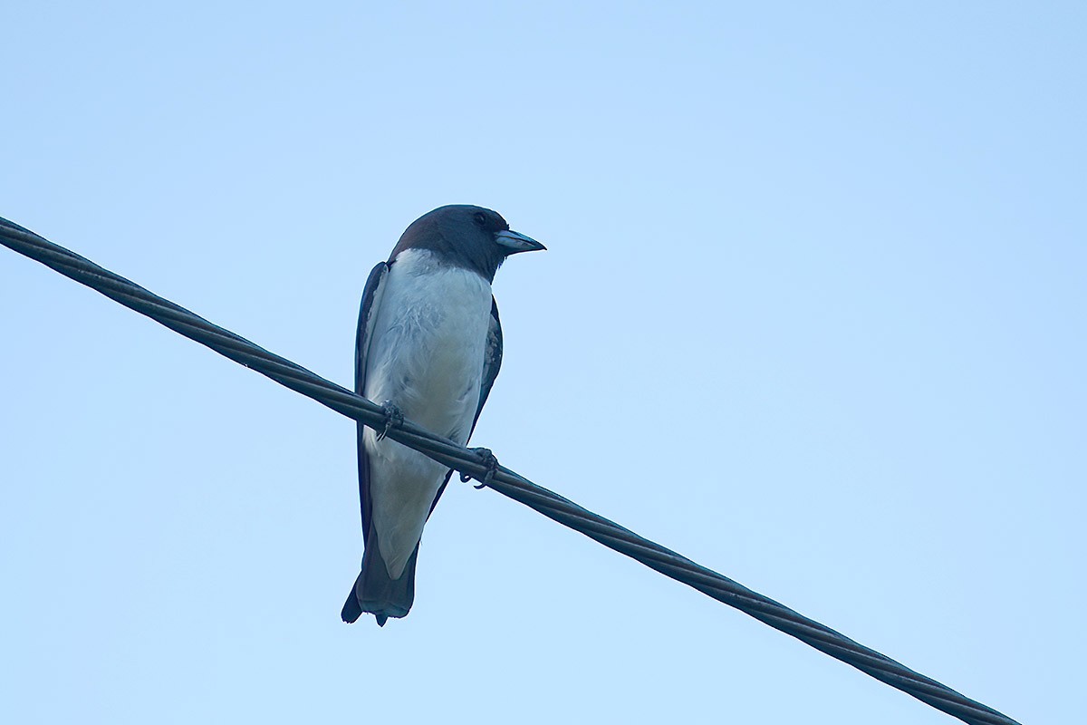 White-breasted Woodswallow - Jose Antonio Lama