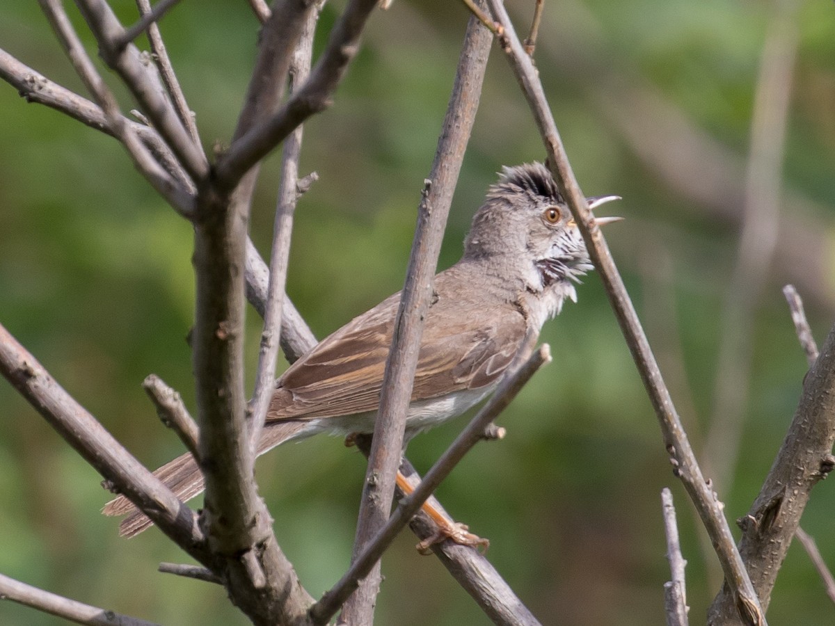 Greater Whitethroat - Milan Martic