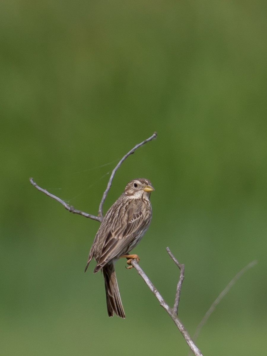 Corn Bunting - Milan Martic