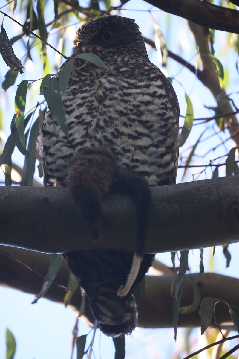 Powerful Owl - GEOFFREY SHINKFIELD