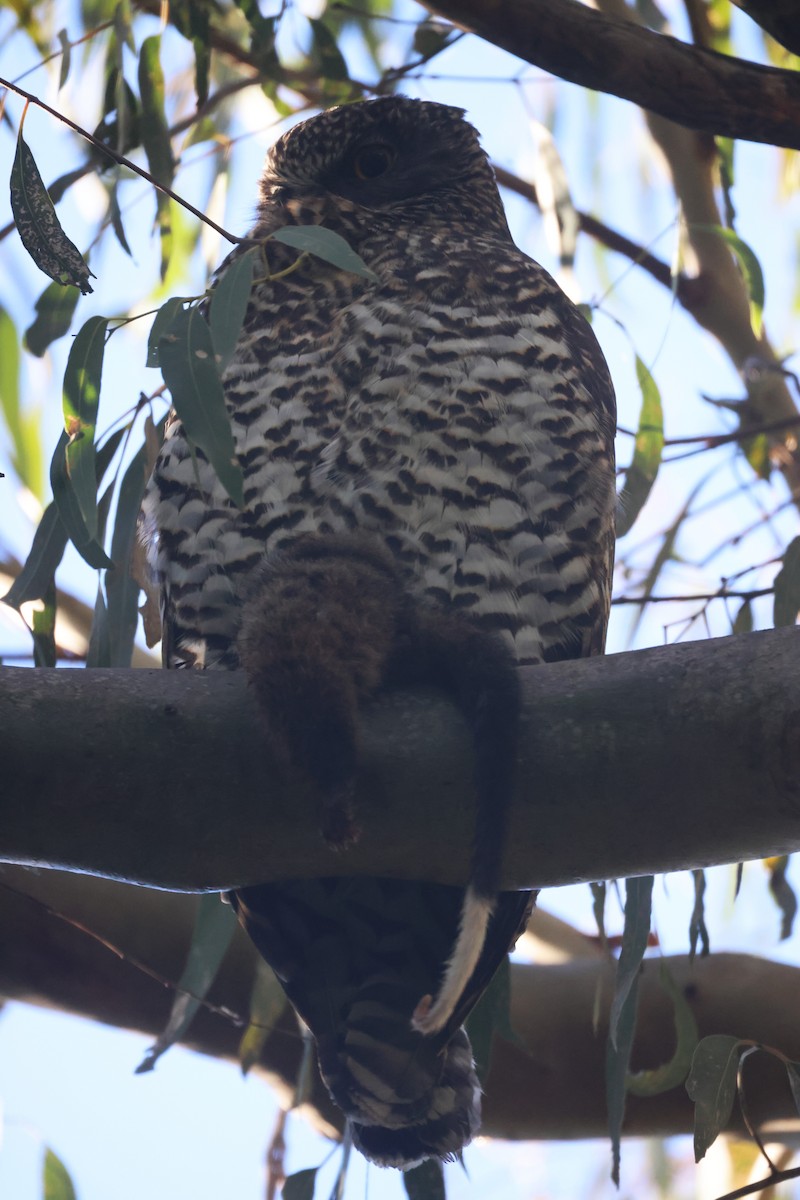 Powerful Owl - GEOFFREY SHINKFIELD